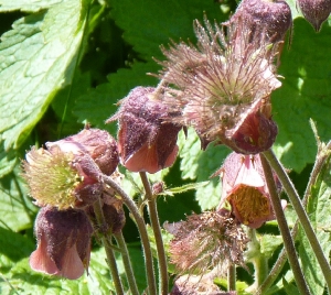 Ans Gorter, le 28 juin 2011 (Vicdessos (sentier côtier vers Franqui))