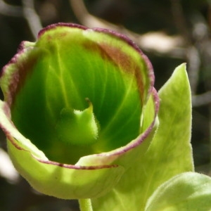 Photographie n°257753 du taxon Helleboraster foetidus (L.) Moench [1794]