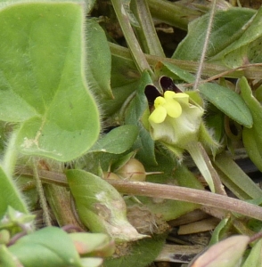 Ans Gorter, le 28 juillet 2011 (Molleville)