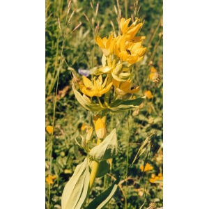 Gentiana lutea subsp. montserratii (Greuter) Romo