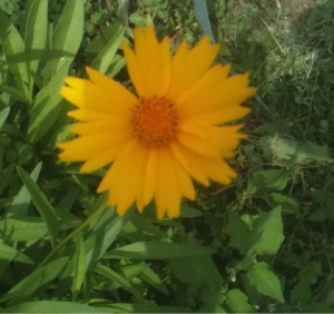 Anonyme, le  7 août 2014 (Mazières-de-Touraine)