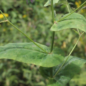 Photographie n°257804 du taxon Prenanthes purpurea L. [1753]