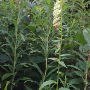 Photographie n°257820 du taxon Digitalis lutea L. [1753]