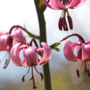 Photographie n°257830 du taxon Lilium martagon L.