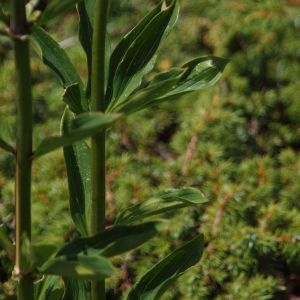 Photographie n°257832 du taxon Lilium martagon L.