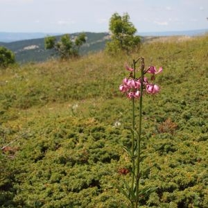 Photographie n°257834 du taxon Lilium martagon L.