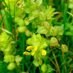 Photographie n°257869 du taxon Rhinanthus alectorolophus (Scop.) Pollich [1777]