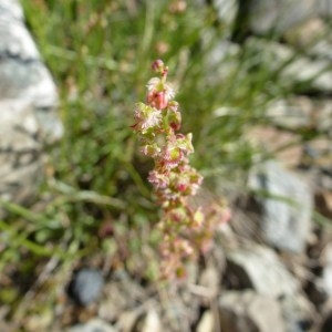 Photographie n°257881 du taxon Rumex scutatus L. [1753]