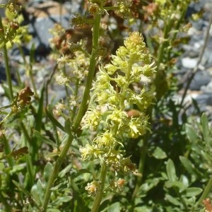 Photographie n°257904 du taxon Reseda lutea L. [1753]