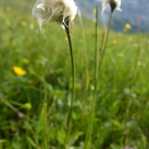 Photographie n°257935 du taxon Eriophorum vaginatum L. [1753]