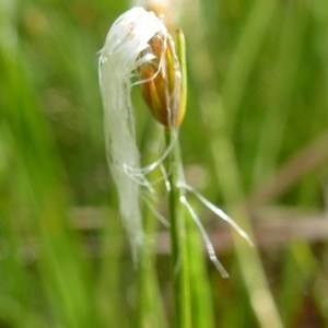 Photographie n°257946 du taxon Trichophorum alpinum (L.) Pers. [1805]