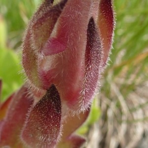 Photographie n°257953 du taxon Sempervivum montanum L. [1753]