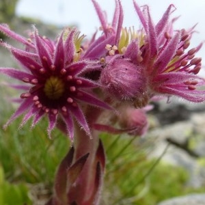 Photographie n°257954 du taxon Sempervivum montanum L. [1753]