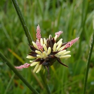 Photographie n°257958 du taxon Juncus jacquinii L. [1767]