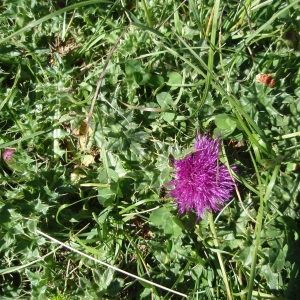 Photographie n°257975 du taxon Cirsium acaule All. [1780]