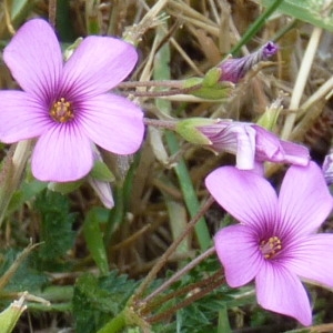 Photographie n°257994 du taxon Oxalis articulata Savigny [1798]