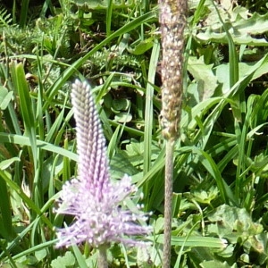 Photographie n°257998 du taxon Plantago media L.