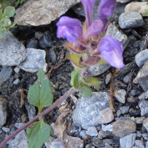  - Scutellaria alpina L. [1753]