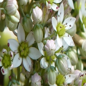 Photographie n°258002 du taxon Sedum dasyphyllum L. [1753]