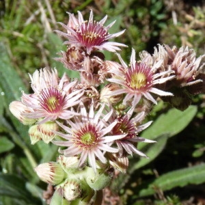  - Sempervivum tectorum L. [1753]