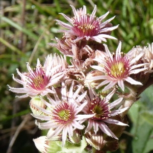 Photographie n°258009 du taxon Sempervivum tectorum L. [1753]