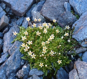 Ans Gorter, le  9 septembre 2011 (Bessans)