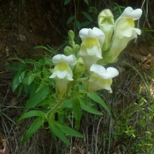 Photographie n°258050 du taxon Antirrhinum majus L. [1753]