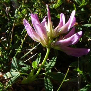 Photographie n°258051 du taxon Trifolium alpinum L. [1753]