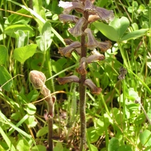 Photographie n°258058 du taxon Orobanche alba Stephan ex Willd. [1800]