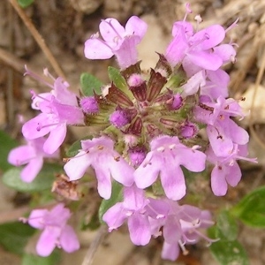 Photographie n°258088 du taxon Thymus praecox subsp. praecox