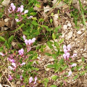 Photographie n°258089 du taxon Teucrium chamaedrys subsp. chamaedrys