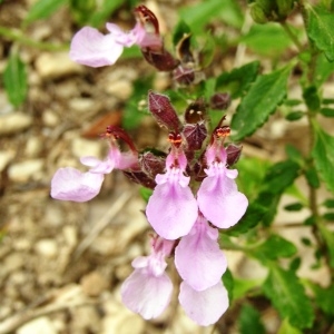 Photographie n°258090 du taxon Teucrium chamaedrys subsp. chamaedrys