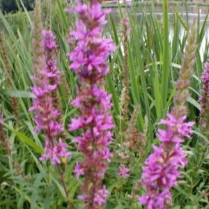 Photographie n°258104 du taxon Lythrum salicaria L.