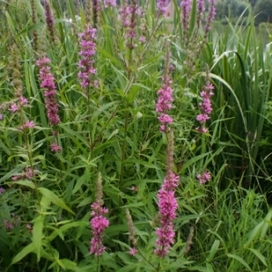 Photographie n°258106 du taxon Lythrum salicaria L.