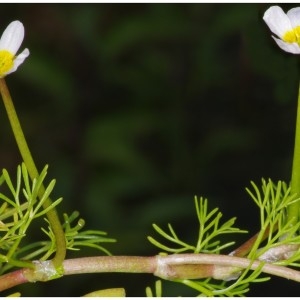  - Ranunculus peltatus subsp. baudotii (Godr.) Meikle ex C.D.K.Cook [1984]