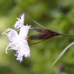 Photographie n°258118 du taxon Dianthus hyssopifolius L. [1755]