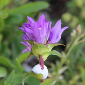 Photographie n°258126 du taxon Campanula glomerata subsp. glomerata