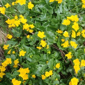 Photographie n°258173 du taxon Caltha palustris L. [1753]