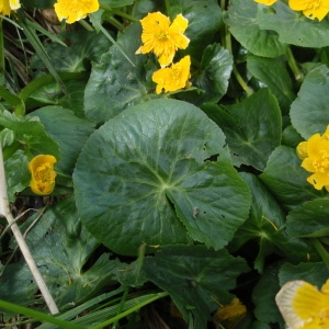 Photographie n°258175 du taxon Caltha palustris L. [1753]