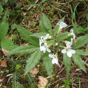 Photographie n°258181 du taxon Cardamine heptaphylla (Vill.) O.E.Schulz [1903]