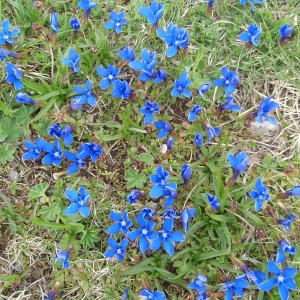 Photographie n°258187 du taxon Gentiana verna L. [1753]