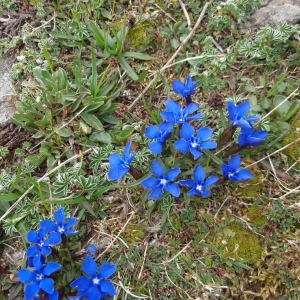 Photographie n°258189 du taxon Gentiana verna L. [1753]