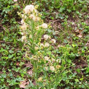 Photographie n°258203 du taxon Erigeron sumatrensis Retz. [1810]