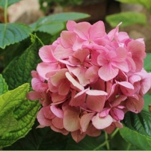 Photographie n°258209 du taxon Hydrangea macrophylla (Thunb.) Ser. [1830]