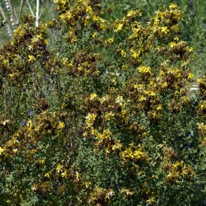 Photographie n°258231 du taxon Hypericum perforatum L. [1753]