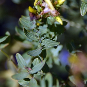 Photographie n°258233 du taxon Hypericum perforatum L. [1753]