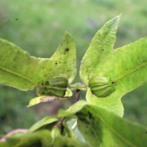 Photographie n°258252 du taxon Carpinus betulus L. [1753]