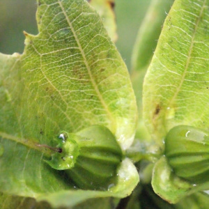 Photographie n°258254 du taxon Carpinus betulus L. [1753]