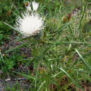 Cnicus ferox L. (Cirse féroce)