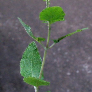 Photographie n°258271 du taxon Teucrium scorodonia L. [1753]